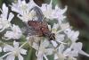 Solieria sp.